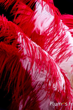 Struzzo premium - 50-60 cm - crema-rosso